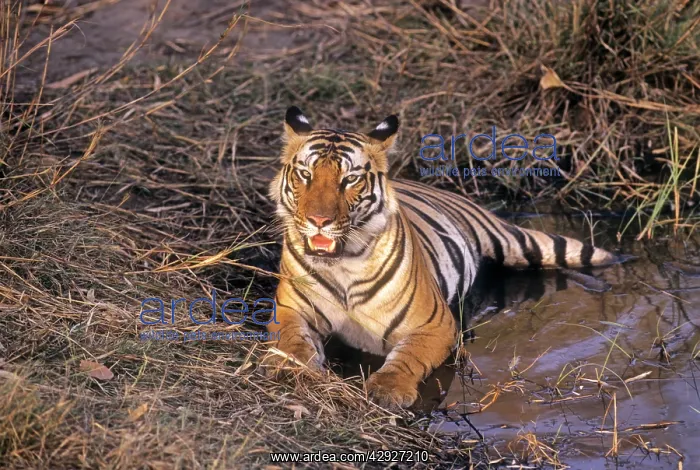 : Bengal / Indian Tiger - lying in jungle pond : Bengal / Indian Tiger - lying in jungle pond