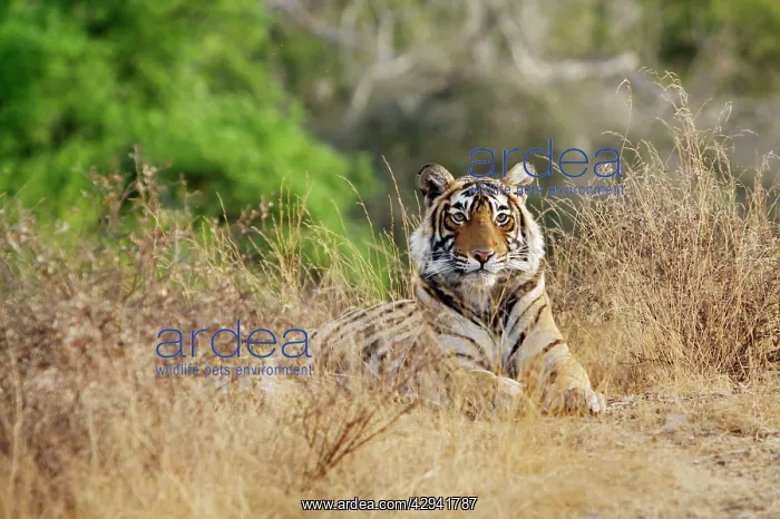 : Bengal / Indian tiger - Lying down - Ranthambhore : Bengal / Indian tiger - Lying down - Ranthambhore