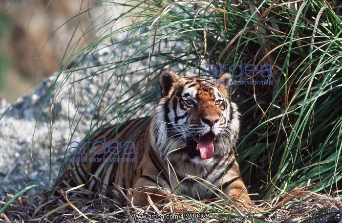 : Bengal / Indian TIGER - lying in shade panting : Bengal / Indian TIGER - lying in shade panting