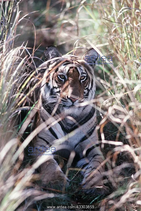 : Bengal / Indian TIGER - lying in tall grass camouflaged : Bengal / Indian TIGER - lying in tall grass camouflaged