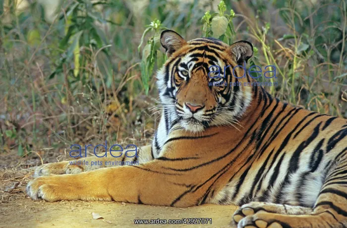 : Bengal / Indian Tiger - male : Bengal / Indian Tiger - male