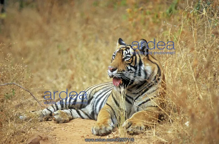 : Bengal / Indian Tiger - male : Bengal / Indian Tiger - male