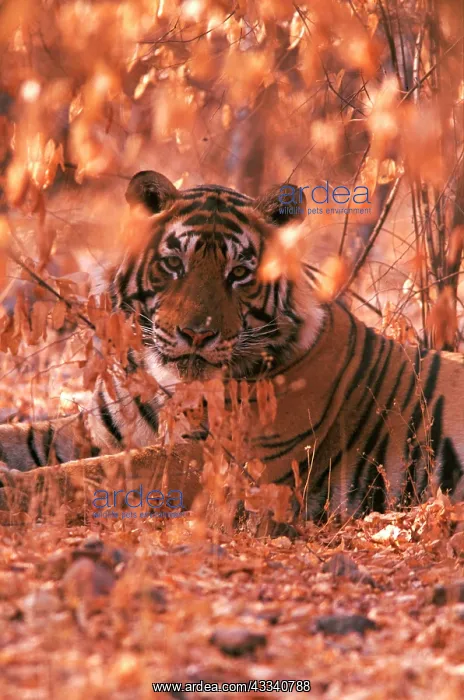 : Bengal / Indian Tiger - male : Bengal / Indian Tiger - male