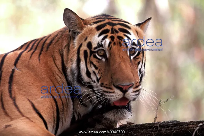 : Bengal / Indian Tiger - Male : Bengal / Indian Tiger - Male