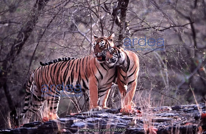 : Bengal / Indian Tiger - male cub nuzzling mother : Bengal / Indian Tiger - male cub nuzzling mother