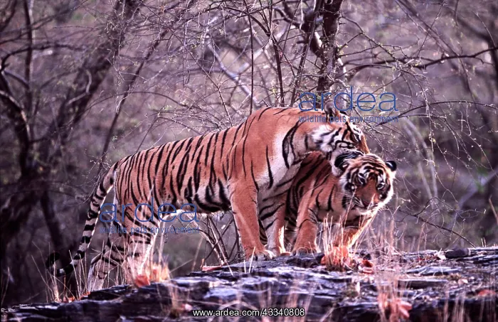 : Bengal / Indian Tiger - male cub nuzzling mother : Bengal / Indian Tiger - male cub nuzzling mother