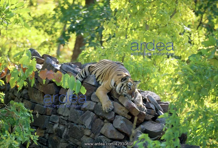 : Bengal / Indian TIGER - male cub on wall : Bengal / Indian TIGER - male cub on wall