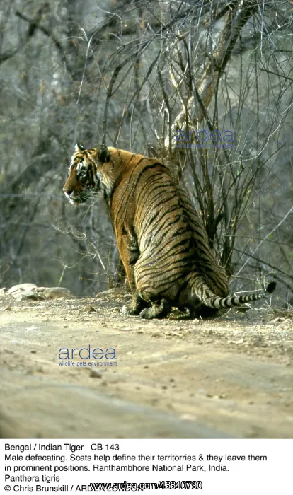 : Bengal / Indian Tiger - male defaecating : Bengal / Indian Tiger - male defaecating