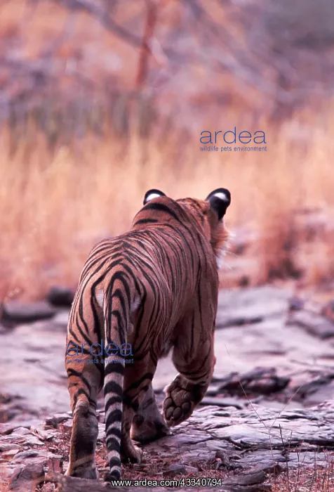 : Bengal / Indian Tiger - male stalking prey : Bengal / Indian Tiger - male stalking prey
