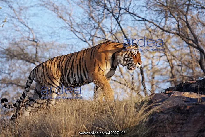 : Bengal / Indian Tiger - male walking around it's territory : Bengal / Indian Tiger - male walking around it's territory