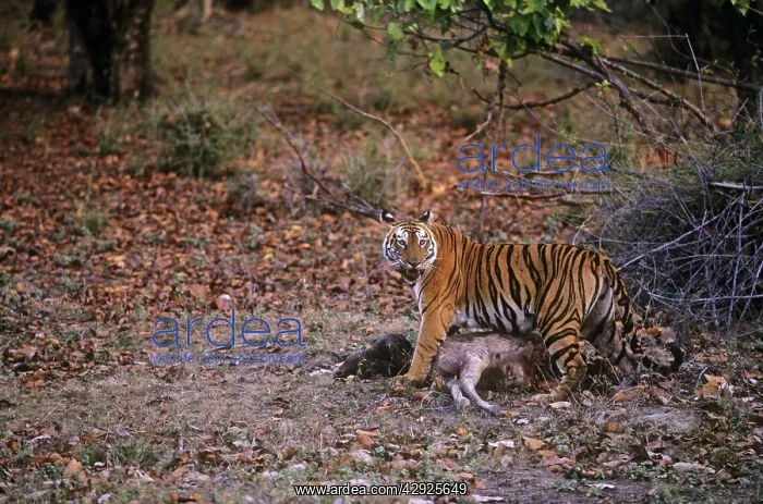 : Bengal / Indian Tiger - manouvering Sambar kill : Bengal / Indian Tiger - manouvering Sambar kill