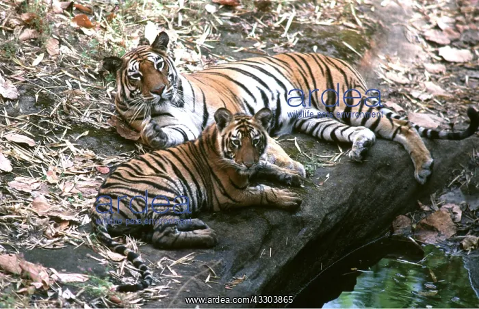 : Bengal / Indian TIGER - mother & cub : Bengal / Indian TIGER - mother & cub