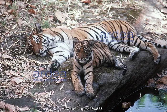 : Bengal / Indian TIGER - mother & cub resting on rock by pool : Bengal / Indian TIGER - mother & cub resting on rock by pool