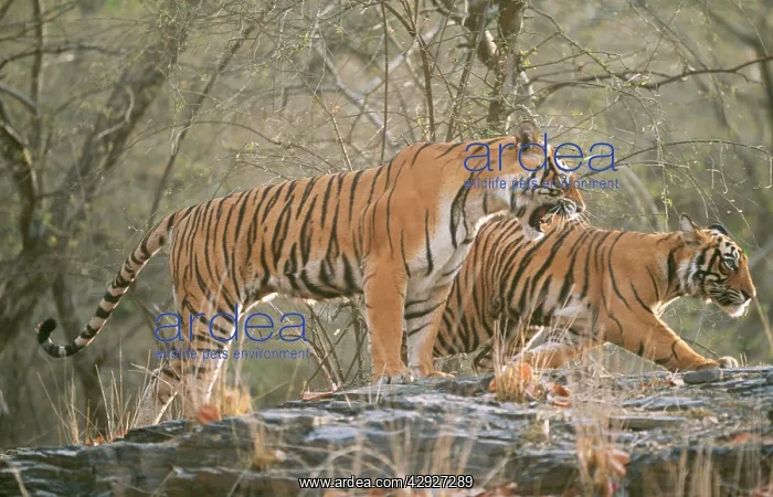  : Bengal  /  Indian TIGER - mother showing aggression to cub
