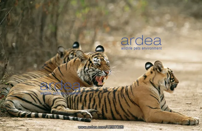 : Bengal / Indian TIGER - mother showing aggression to cubs : Bengal / Indian TIGER - mother showing aggression to cubs