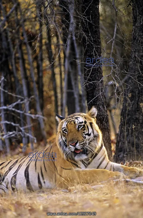  : Bengal  /  Indian Tiger named B1 - biggest male Tiger