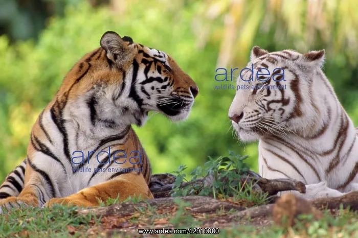 : Bengal / Indian Tiger - normal & white looking at each other : Bengal / Indian Tiger - normal & white looking at each other