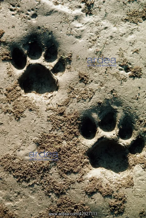 : Bengal / Indian Tiger - Pug marks : Bengal / Indian Tiger - Pug marks