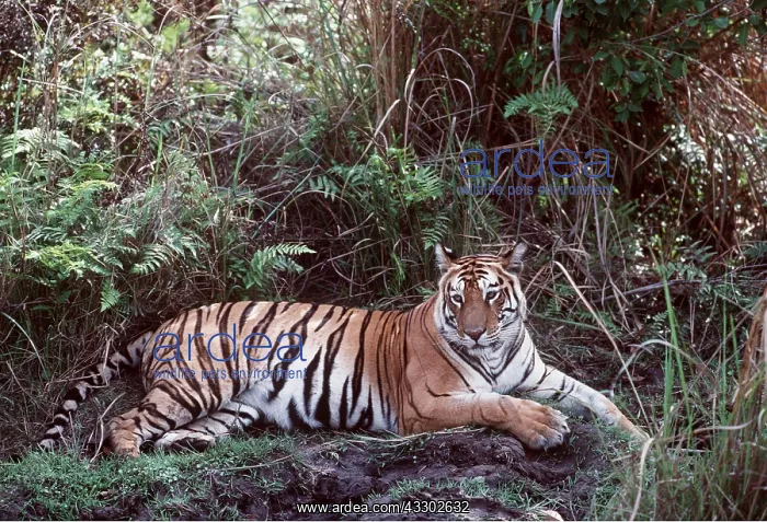 : Bengal / Indian TIGER - resting : Bengal / Indian TIGER - resting