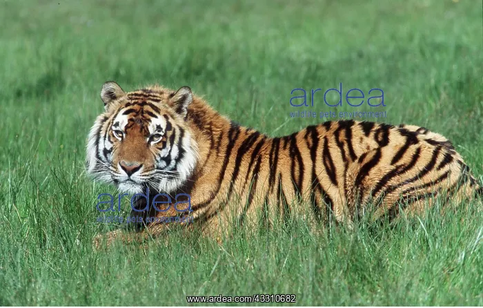 : Bengal / Indian TIGER - resting in grass : Bengal / Indian TIGER - resting in grass