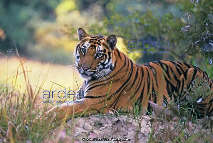 : Bengal / Indian Tiger - resting on mound : Bengal / Indian Tiger - resting on mound