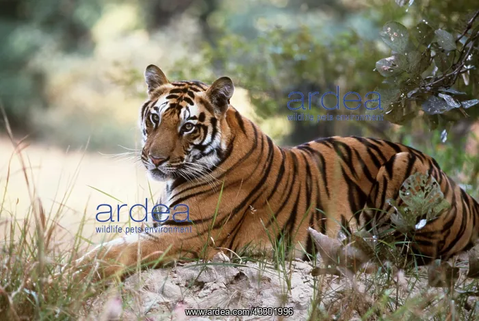 : Bengal / Indian TIGER - resting on a mound : Bengal / Indian TIGER - resting on a mound