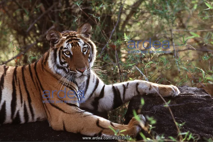: Bengal / Indian TIGER - resting on rock : Bengal / Indian TIGER - resting on rock