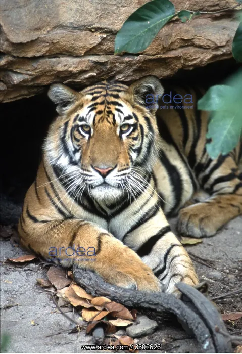 : Bengal / Indian TIGER - resting under rock : Bengal / Indian TIGER - resting under rock