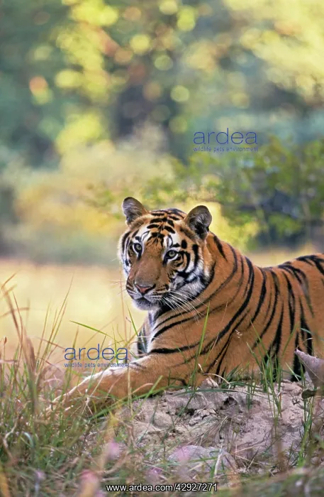 : Bengal / Indian Tiger - resting on termite mound : Bengal / Indian Tiger - resting on termite mound