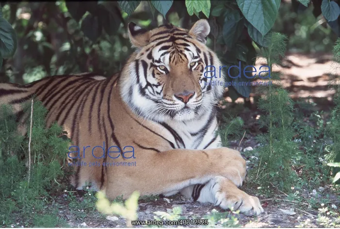 : Bengal / Indian TIGER - resting under tree with paws crossed : Bengal / Indian TIGER - resting under tree with paws crossed