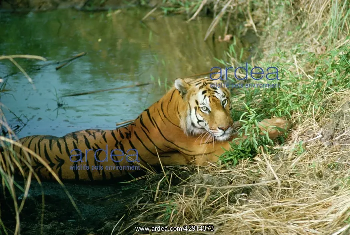 : Bengal / Indian Tiger - resting in water : Bengal / Indian Tiger - resting in water