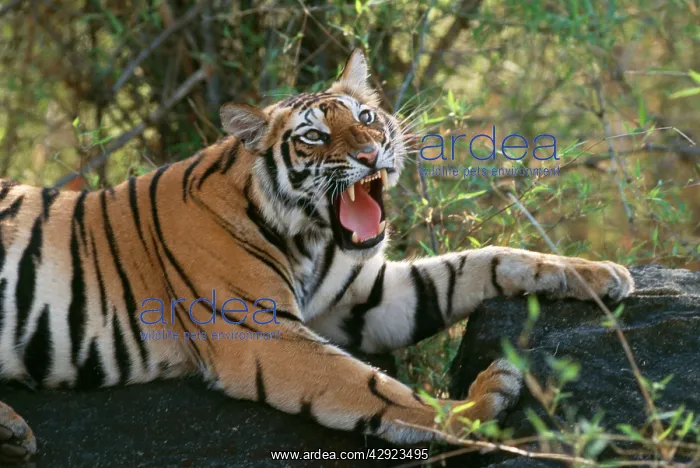 : Bengal / Indian TIGER - roaring : Bengal / Indian TIGER - roaring