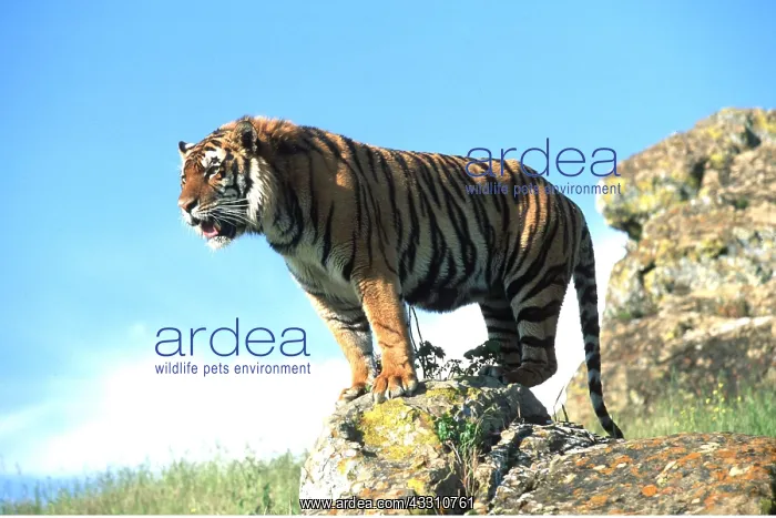 : Bengal / Indian TIGER - on rock, roaring : Bengal / Indian TIGER - on rock, roaring