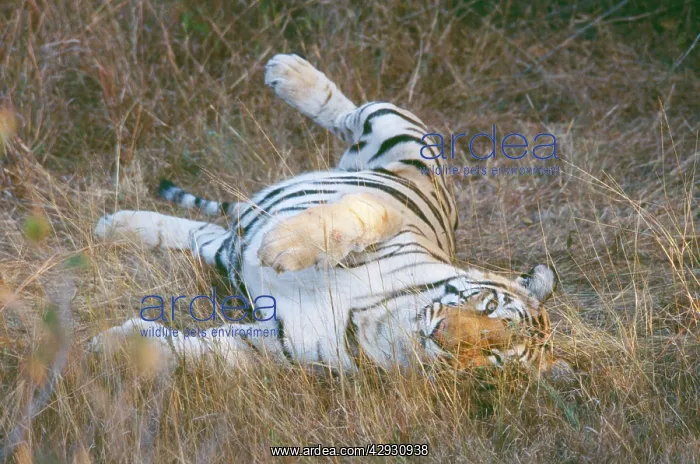 : Bengal / Indian TIGER - rolling in grass : Bengal / Indian TIGER - rolling in grass