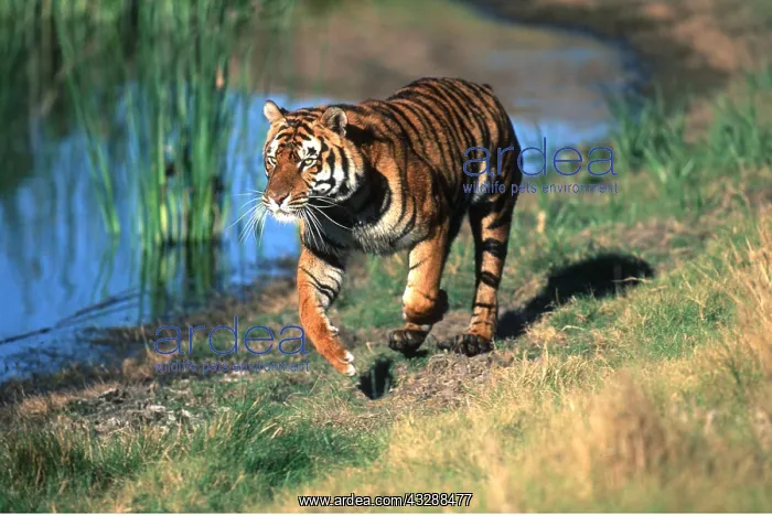 : Bengal / Indian TIGER - running alongside water : Bengal / Indian TIGER - running alongside water