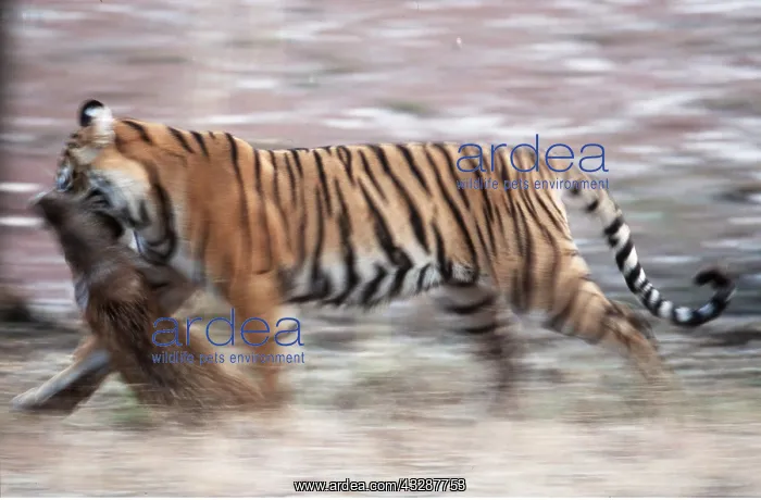 : Bengal / Indian TIGER - running with boar kill : Bengal / Indian TIGER - running with boar kill