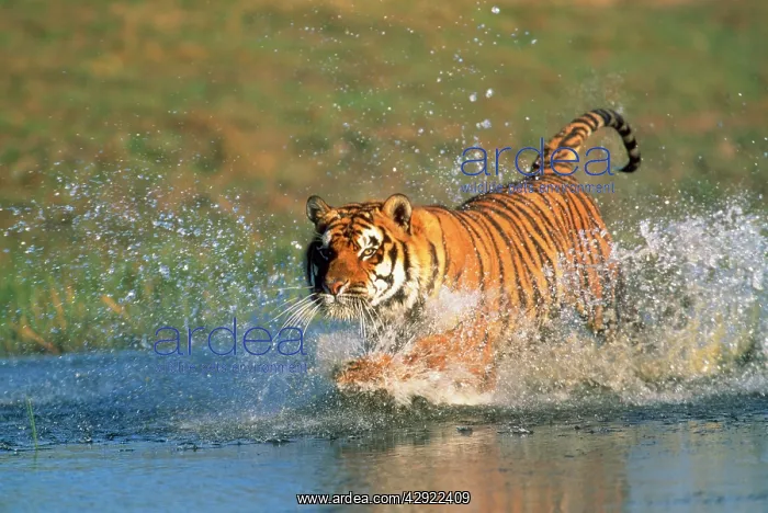 : Bengal / Indian TIGER - running through water : Bengal / Indian TIGER - running through water