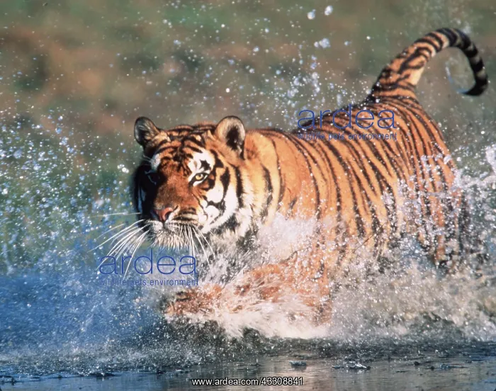 : Bengal / Indian TIGER - running through water : Bengal / Indian TIGER - running through water