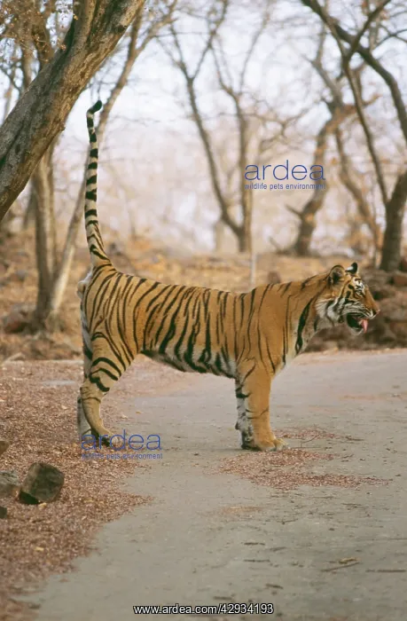 : Bengal / Indian Tiger - scent marking : Bengal / Indian Tiger - scent marking