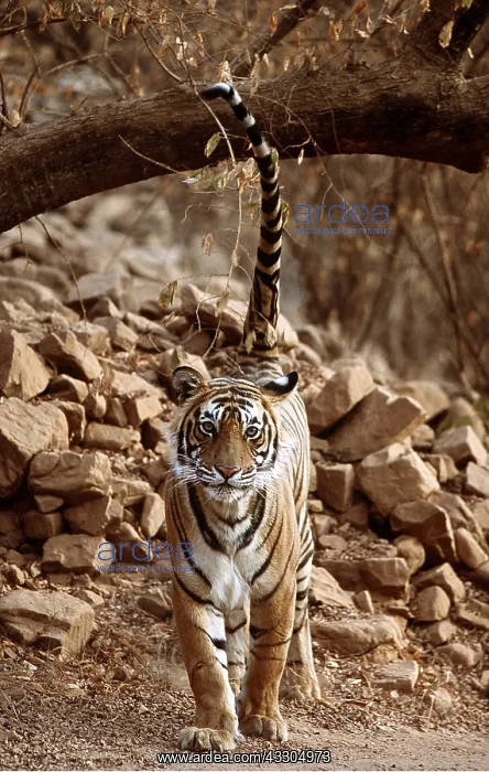 : Bengal / Indian TIGER - scent marking territory : Bengal / Indian TIGER - scent marking territory