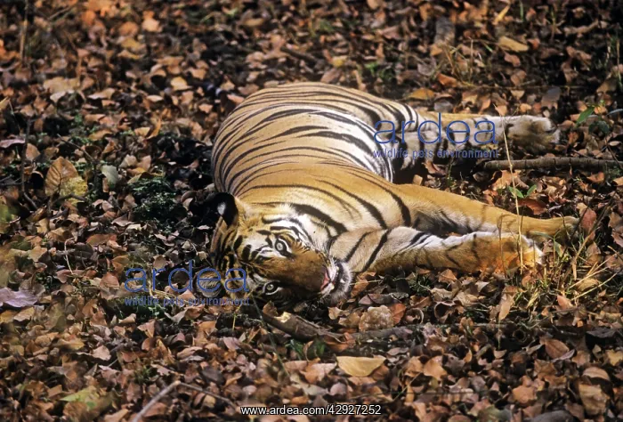 : Bengal / Indian Tiger - 'sleep-watching' - resting : Bengal / Indian Tiger - 'sleep-watching' - resting