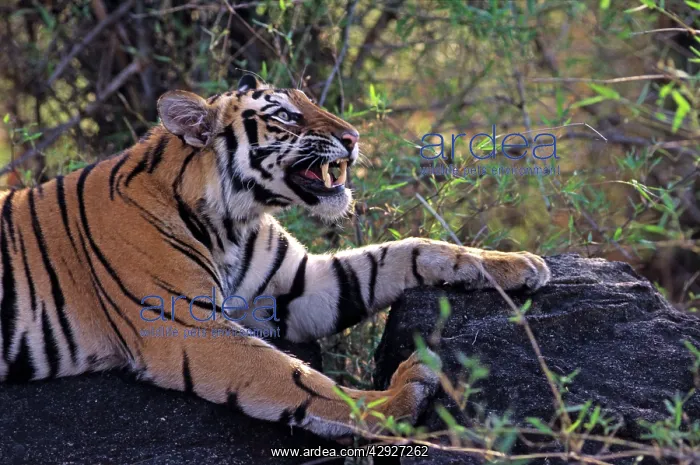: Bengal / Indian Tiger - snarling : Bengal / Indian Tiger - snarling