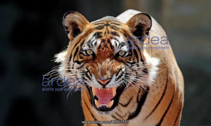 : Bengal / Indian Tiger - snarling : Bengal / Indian Tiger - snarling