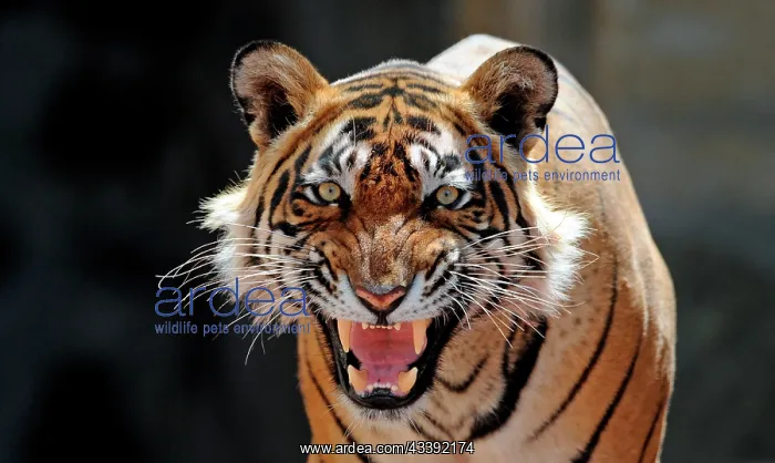 : Bengal / Indian Tiger - snarling : Bengal / Indian Tiger - snarling
