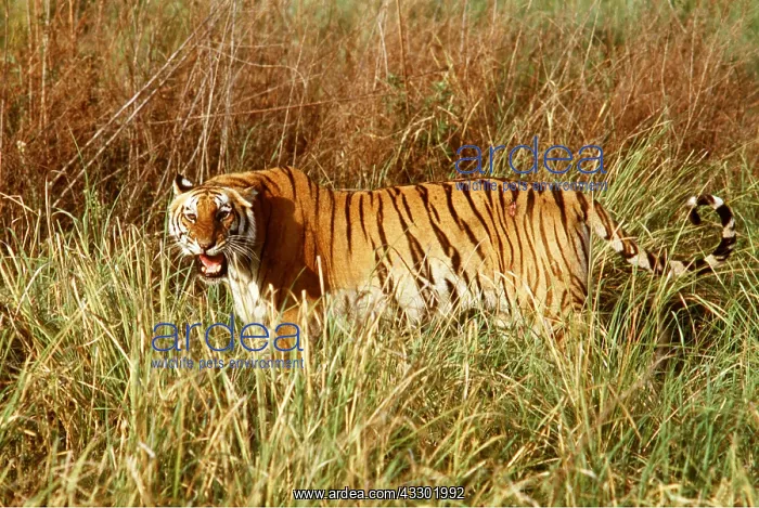 : Bengal / Indian TIGER - snarling in tall grass : Bengal / Indian TIGER - snarling in tall grass