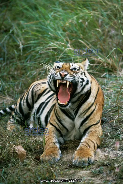 : Bengal / Indian TIGER - snarls : Bengal / Indian TIGER - snarls