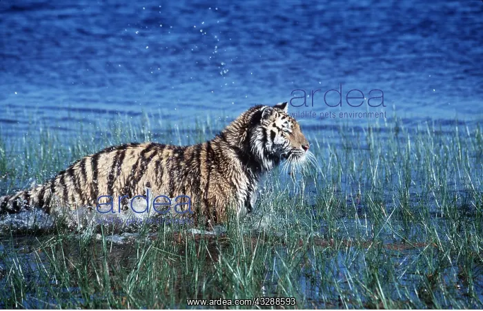 : Bengal / Indian TIGER - splashes in water : Bengal / Indian TIGER - splashes in water