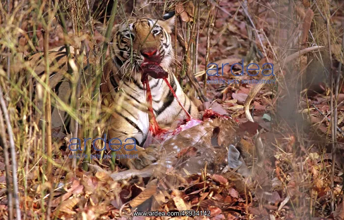 : Bengal / Indian Tiger - With spotted deer, Axis axis : Bengal / Indian Tiger - With spotted deer, Axis axis