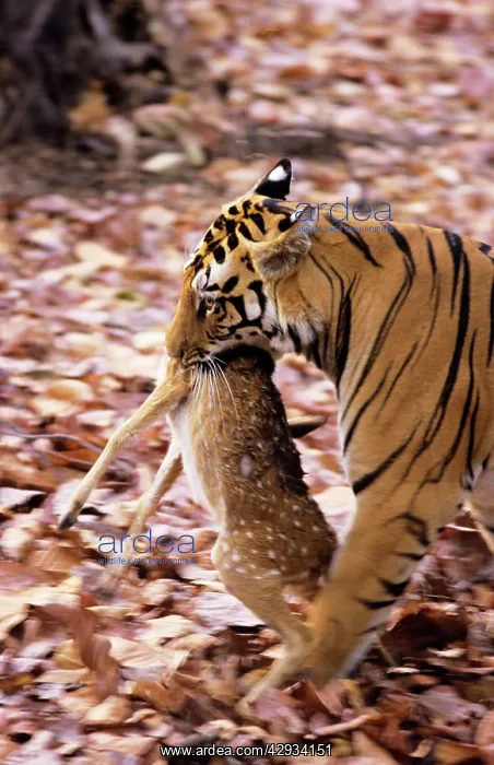 : Bengal / Indian TIGER - With Spotted Deer kill : Bengal / Indian TIGER - With Spotted Deer kill