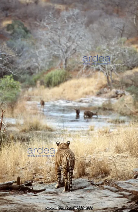 : Bengal / Indian TIGER - stalking deer prey : Bengal / Indian TIGER - stalking deer prey